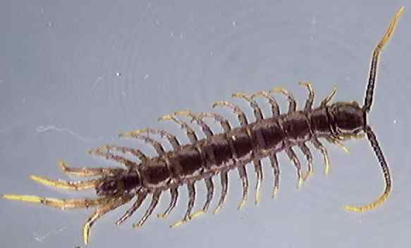 Lithobius 2